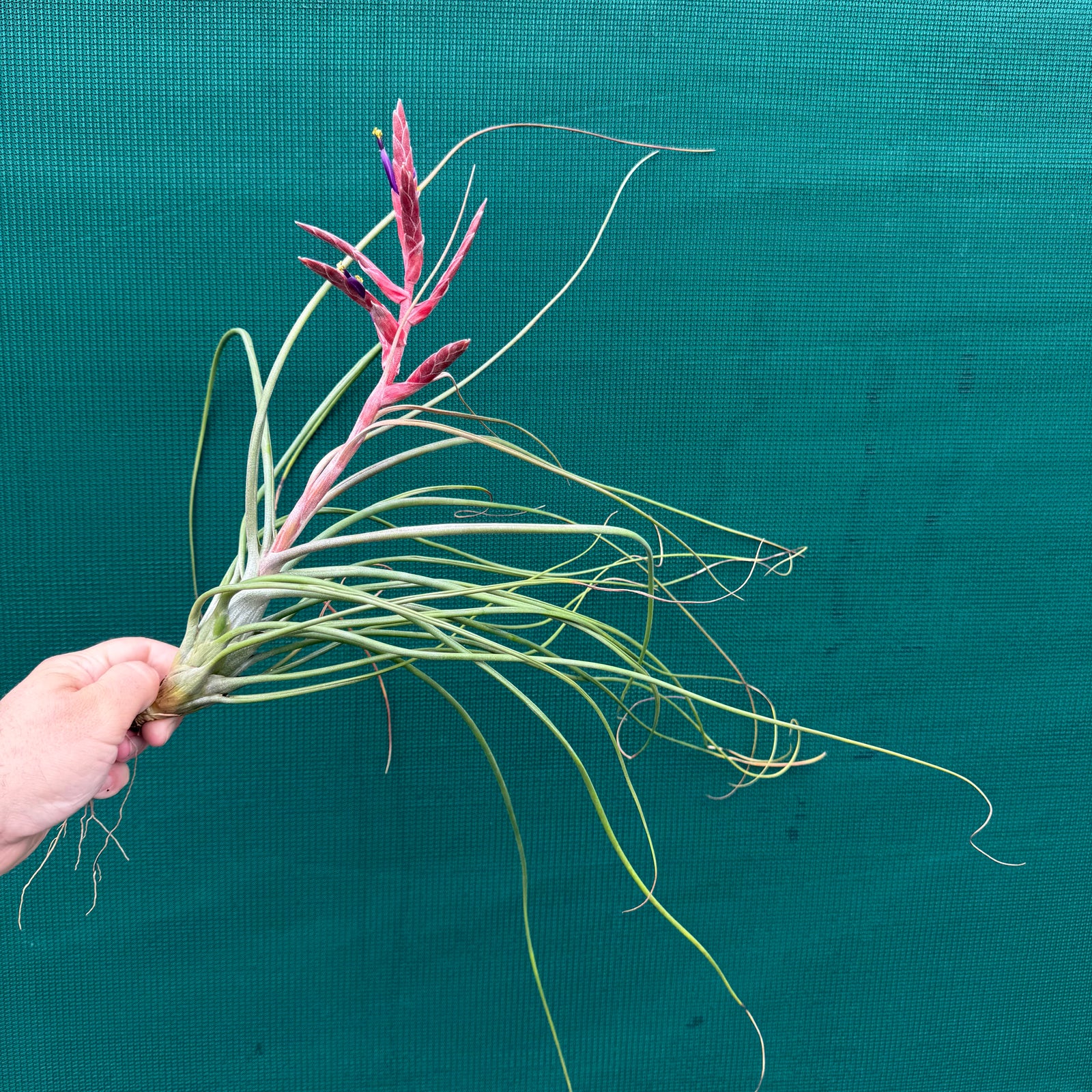 Tillandsia - Kacy ex. NR