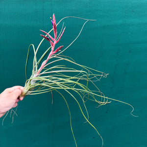Tillandsia - Kacy ex. NR