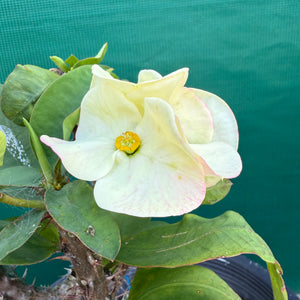 Poysean - Euphorbia milii ‘Giant Cream’ NEW