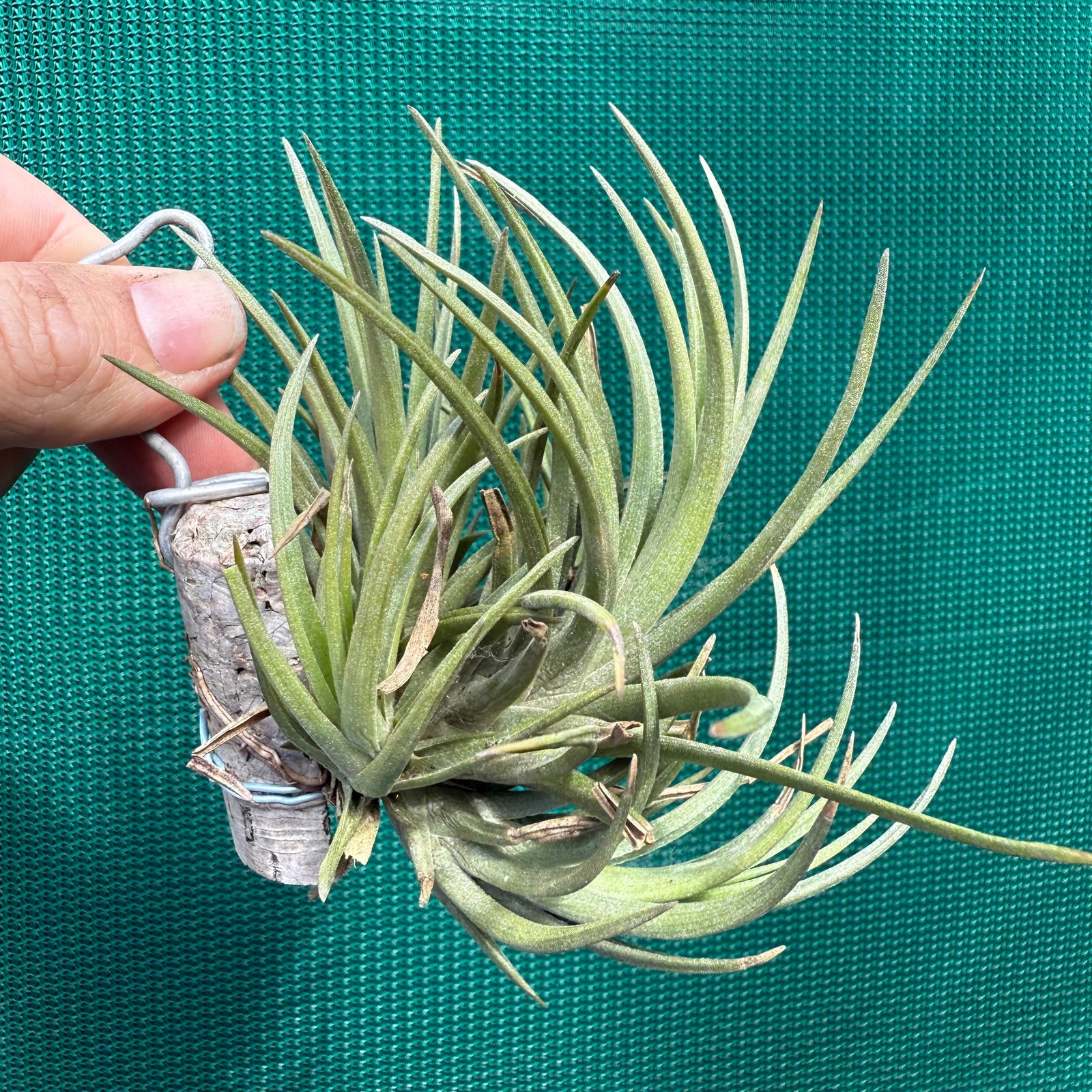 Tillandsia - Ruby Lea ex. NR