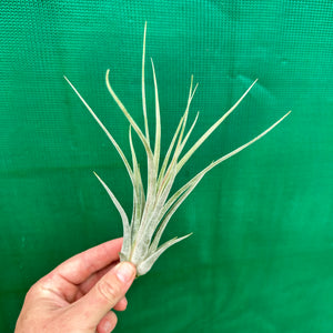 Tillandsia - caput-medusae x weberi ? (Nat. Hybrid) ex. LK