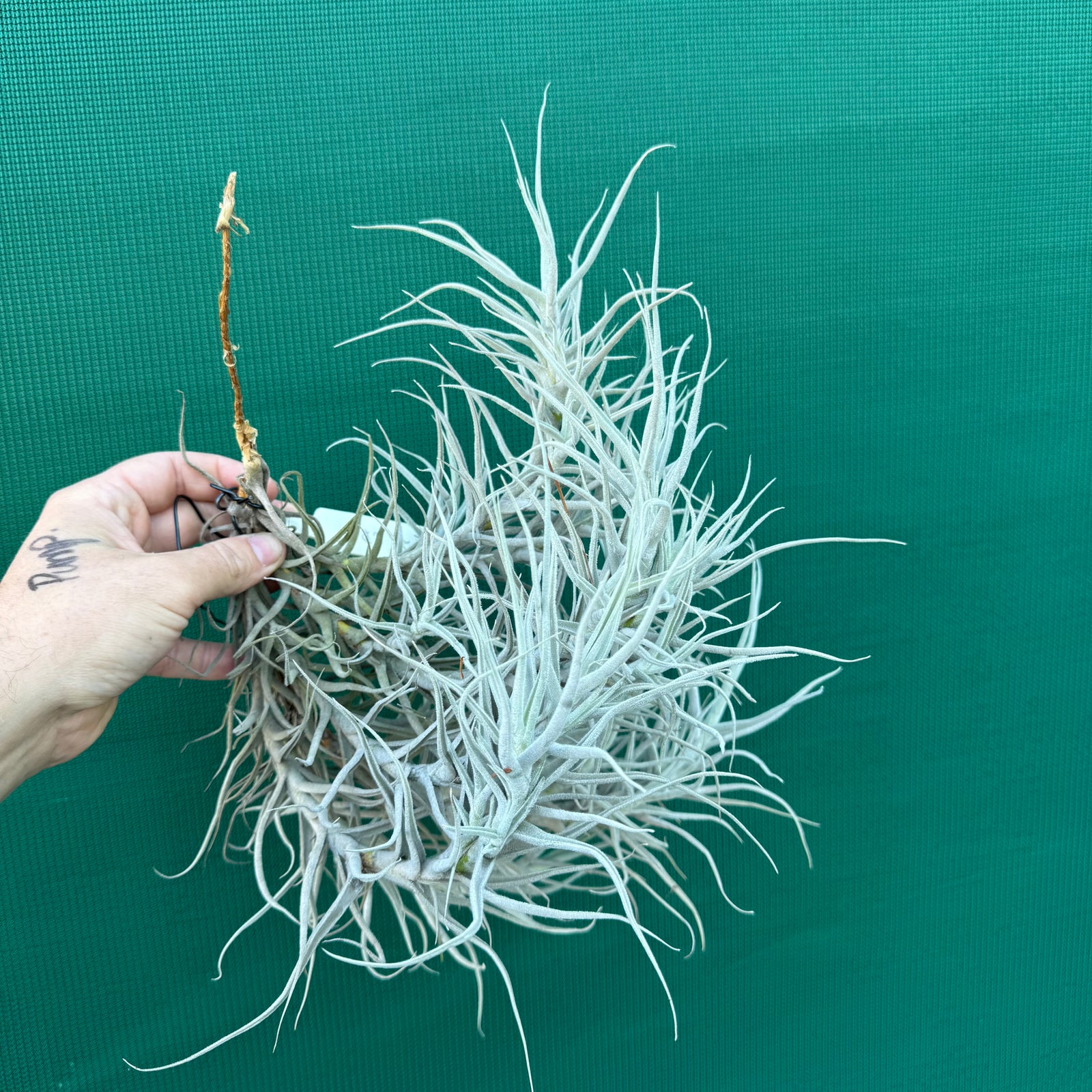 Tillandsia paleacea (Mature Clump) NEW