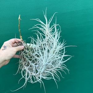 Tillandsia paleacea (Mature Clump) NEW