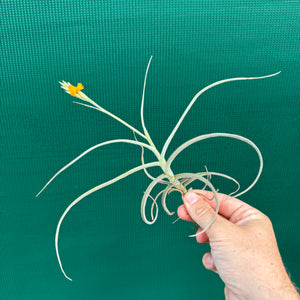 Tillandsia - caliginosa x crocata ex. CC (Fragrant)