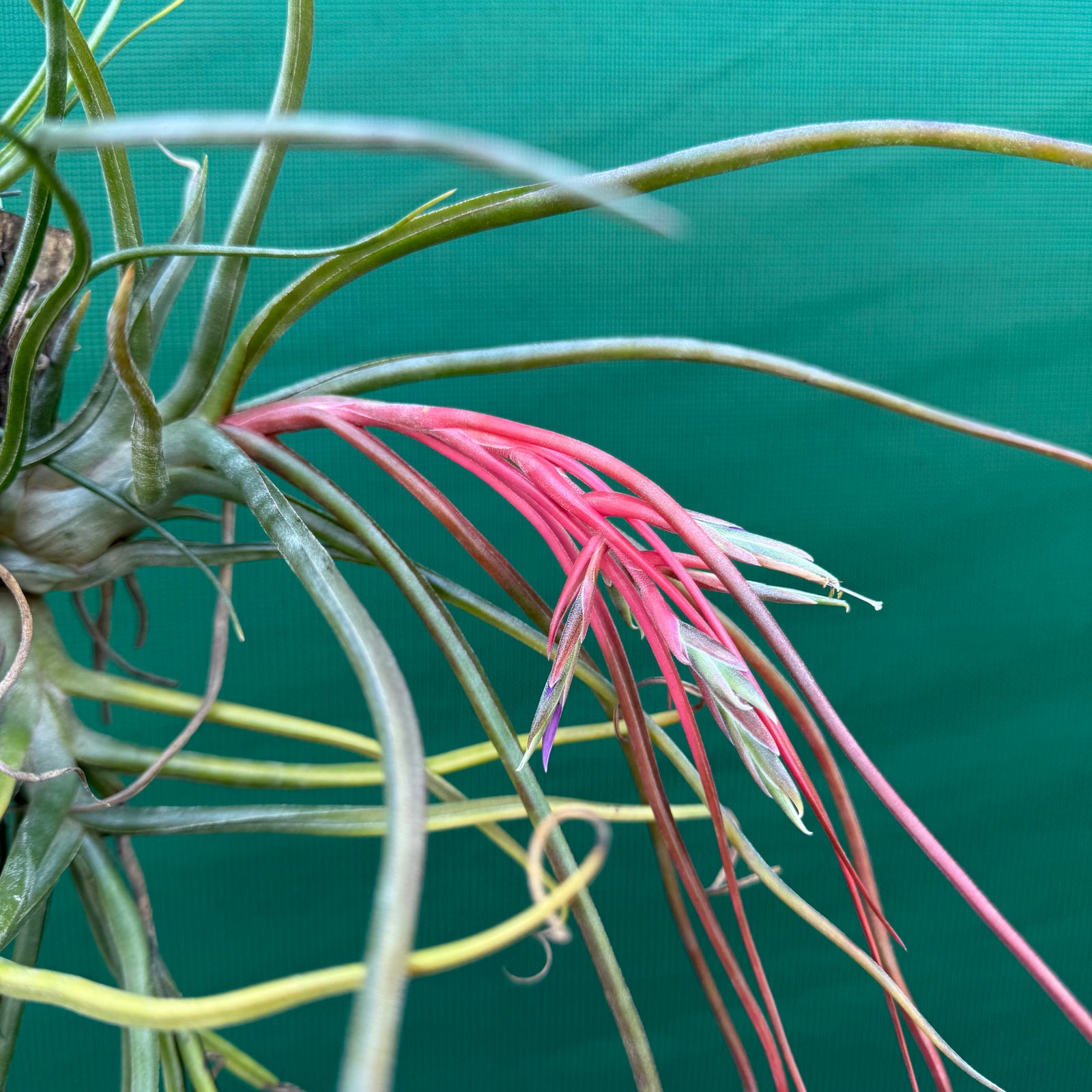 Tillandsia - bulbosa x streptophylla ? ex. BG NEW
