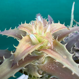 Orthophytum ‘What’ ex. Kable