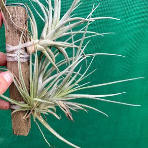 Tillandsia - Kardinal ex. Holm