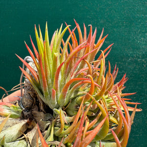 Tillandsia - ionantha 'BOE714' ex. BD NEW