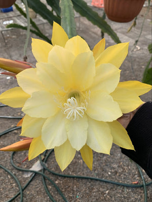 Epi. Hybrid Pineapple Fizz EH63