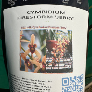 Orchid - Cym. Pakkret Firestorm ‘Jerry’