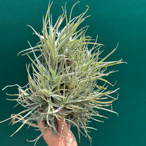 Tillandsia Leon (Mature Clump)