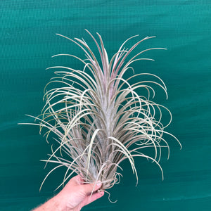 Tillandsia - Buck Compton ex. RFI NEW
