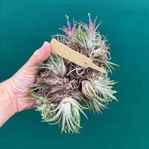 Tillandsia ionantha ‘BOE750’ (Mature Clump) NEW