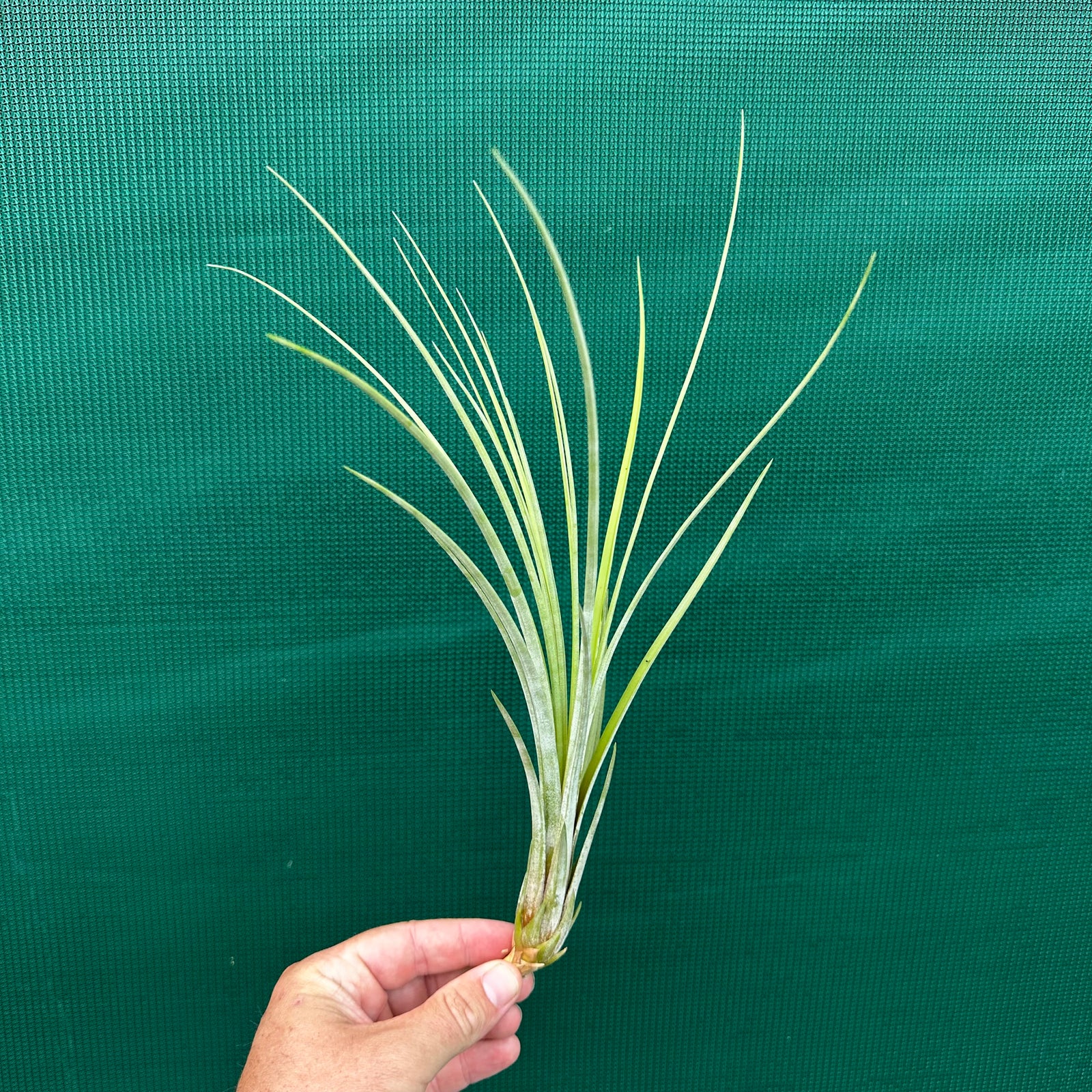 Tillandsia - Seaborn