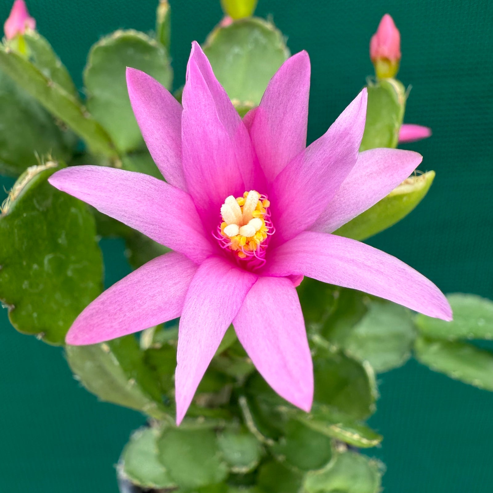 Hatiora Ottawa Spirit