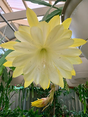 Epi. Hybrid Kiwi Debutante EH100 NEW