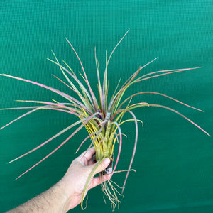 Tillandsia - ionantha x makoyana (Nat. Hybrid) ex. PT NEW