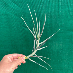 Tillandsia - arhiza ‘Goettingen’ ex. PT (Fragrant) NEW