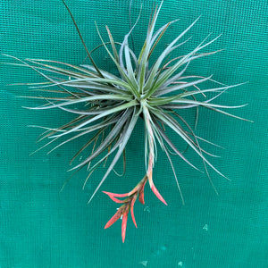 Tillandsia - vernicosa Hybrid ex. BG