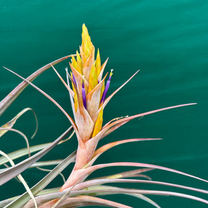 Tillandsia - fasciculata x capitata ‘Yellow’ ex. VG NEW