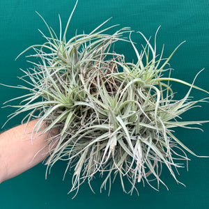 Tillandsia Leon (Mature Clump) NEW