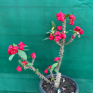 Poysean - Euphorbia milii P118