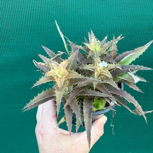 Orthophytum ‘What’ ex. Kable