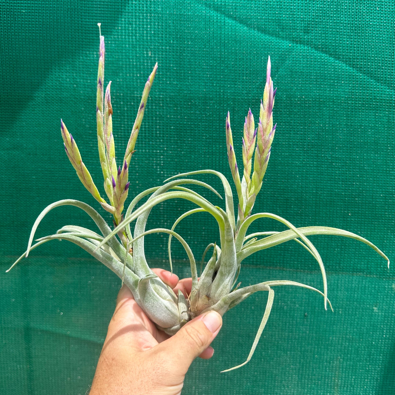 Tillandsia - caput-medusae ex. BH