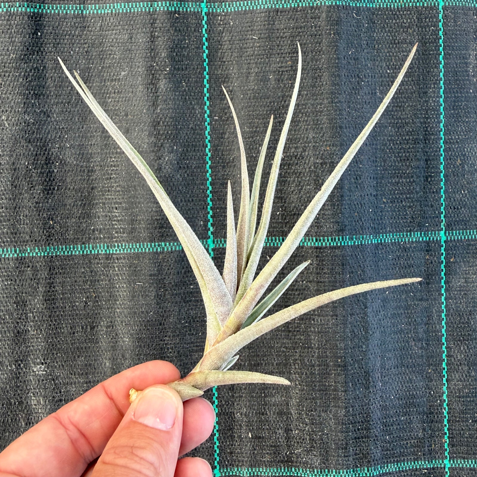 Tillandsia - Margarite ex. Holm