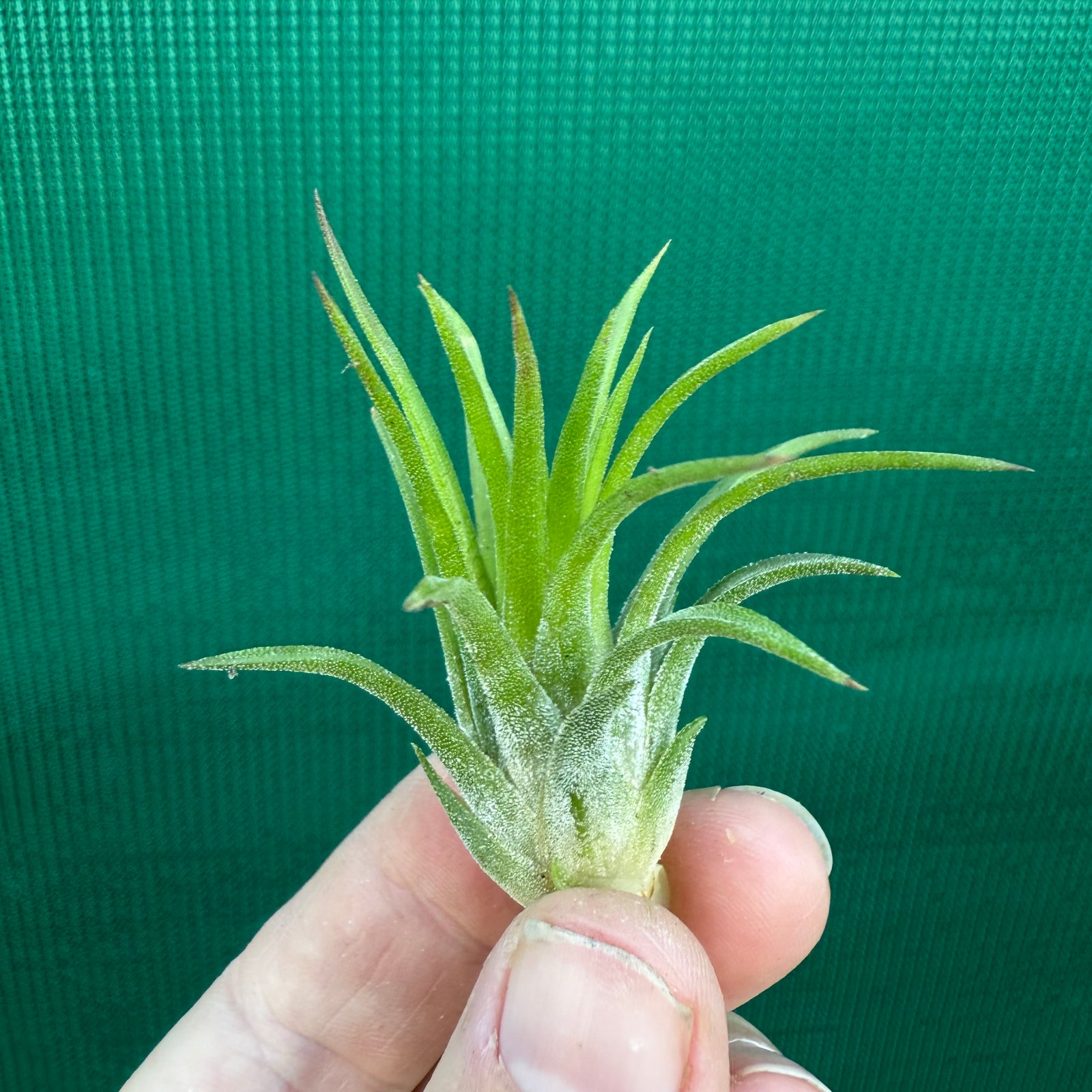 Tillandsia - ionantha 'BOE1590' ex. BD NEW