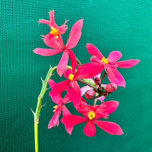Epidendrum radicans ‘Red’