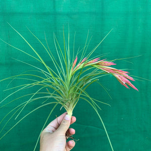 Tillandsia - Bob Holm’s Beauty ex. PT