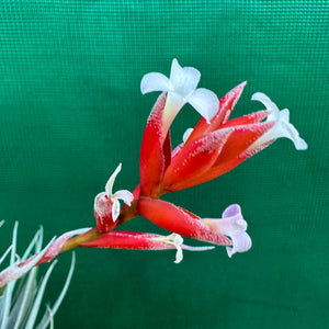 Tillandsia - subsecundifolia ‘Red’ ex. BD NEW