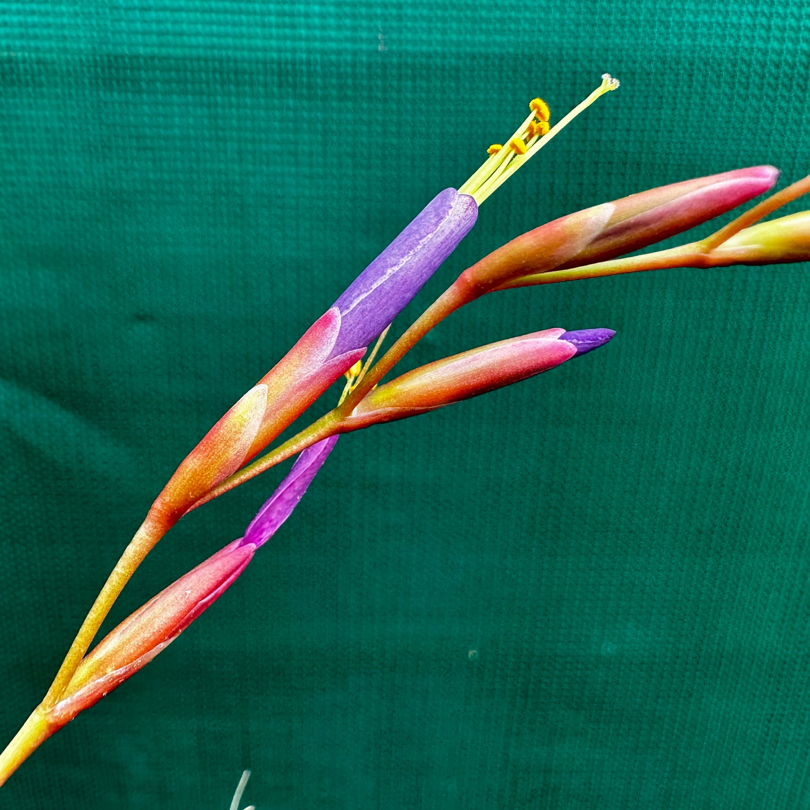 Tillandsia - fuchsii v. Gracilis