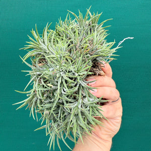 Tillandsia ionantha ‘Tall Orange’ (Mature Clump) NEW