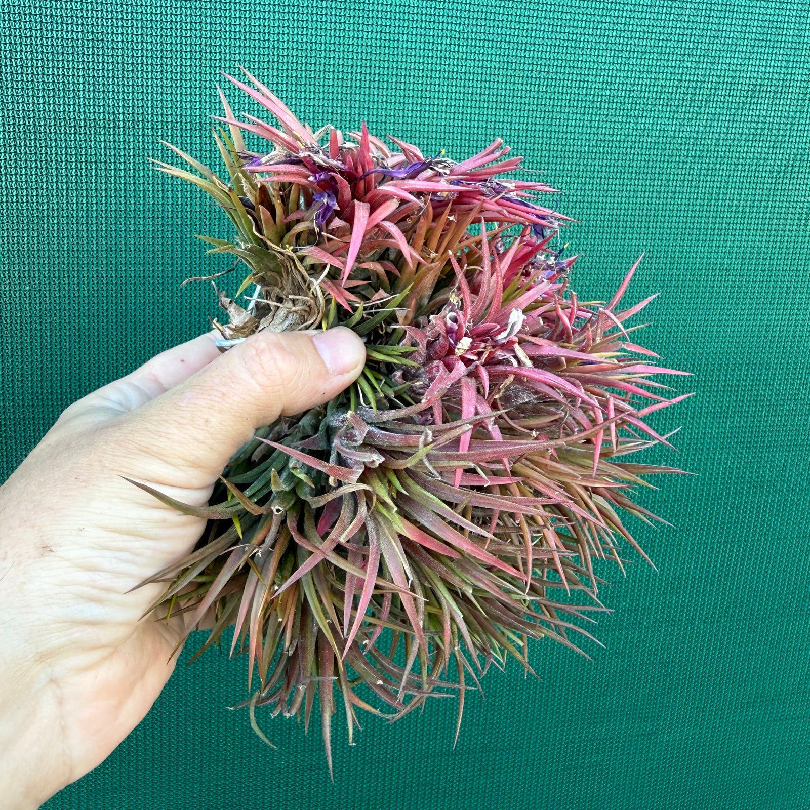 Tillandsia ionantha ‘BOE194’ (Mature Clump) NEW