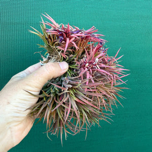 Tillandsia ionantha ‘BOE194’ (Mature Clump) NEW