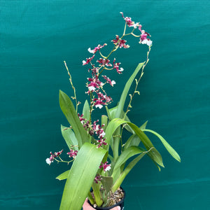 Oncidium Aka Baby ‘Raspberry Chocolate’ NEW