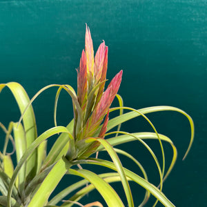 Tillandsia - capitata ‘Haysoos Maria’ ex. MY NEW