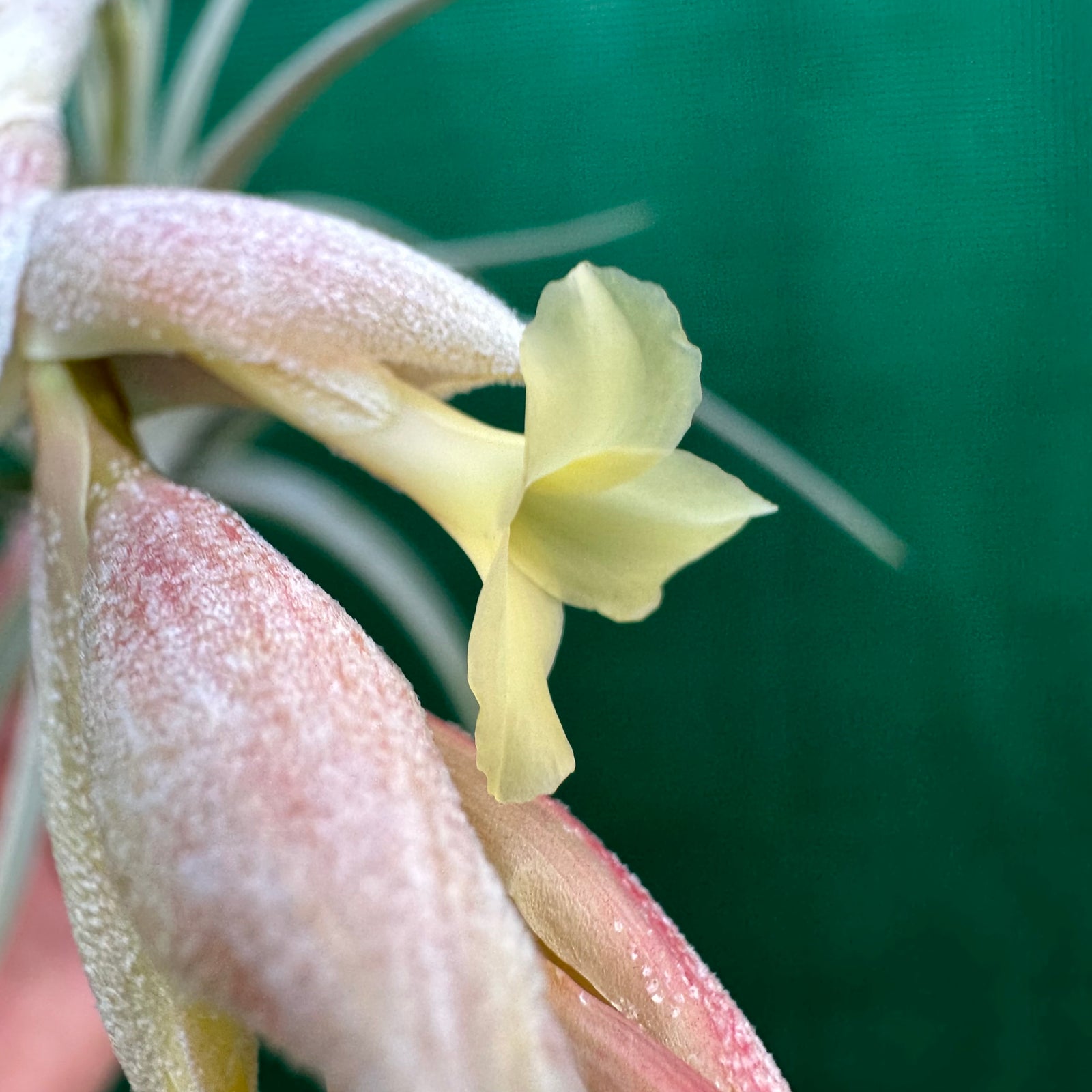 Tillandsia - Candy Corn