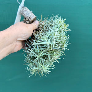 Tillandsia cocoensis (Mature Clump)