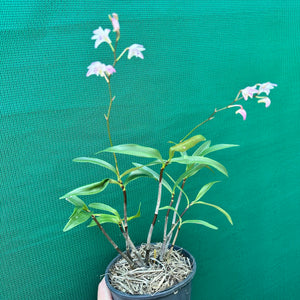 Orchid - Dendrobium kingianum