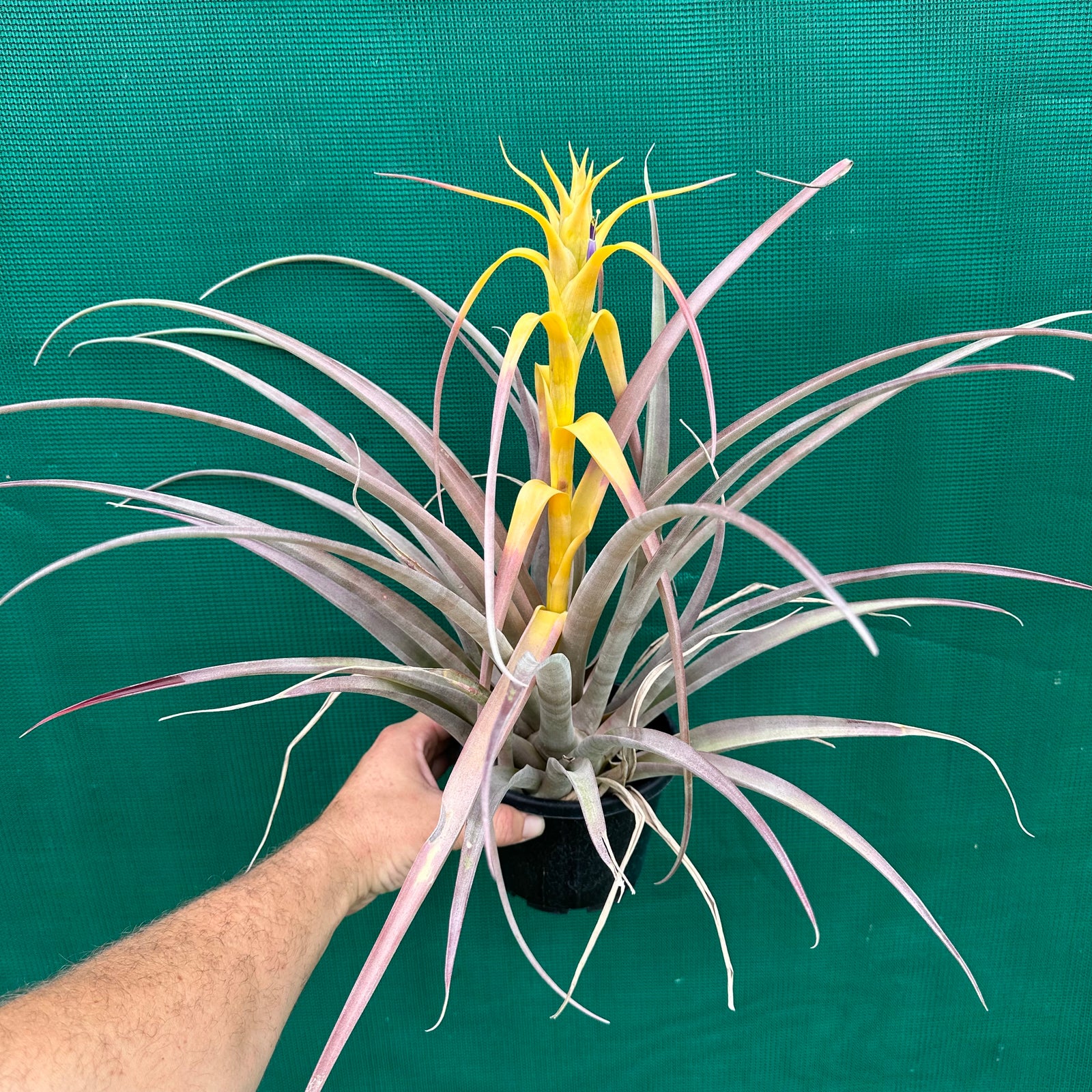 Tillandsia - capitata Yellow x capitata Marron ex. OM