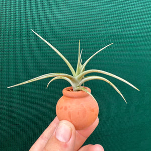 Terracotta Mini Vase NEW