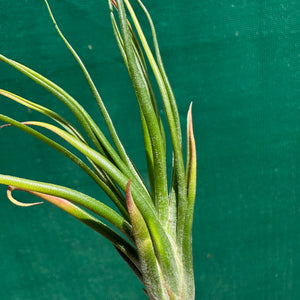 Tillandsia - Derek ex. NR NEW
