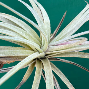 Tillandsia - Glastonbury NEW
