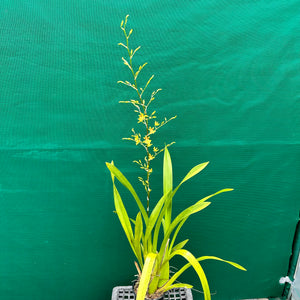 Oncidium ‘Dancing Lady’ NEW