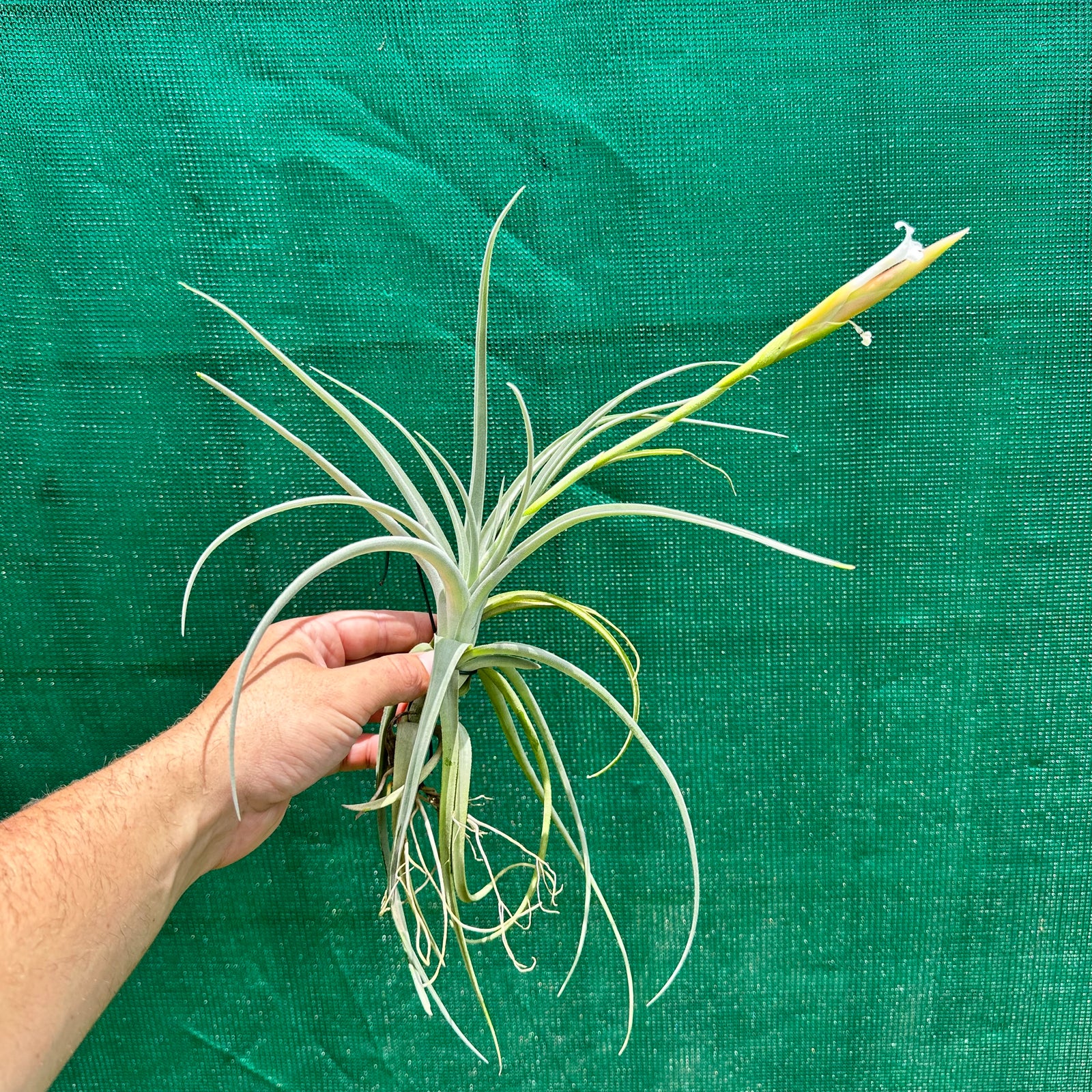 Tillandsia - bermejoensis ‘Large Form’ ex. PT
