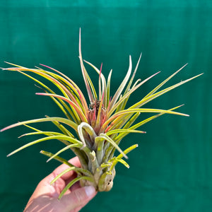 Tillandsia - Lucille RFI x ionantha ‘Rosita’ ex. GS