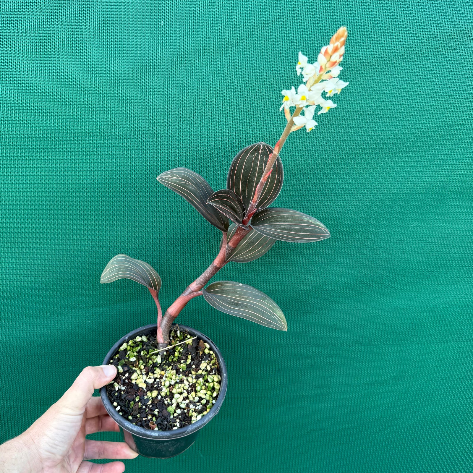 Jewel Orchid - Ludisia discolor